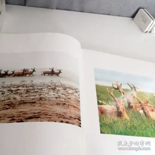 中国麋鹿杨国美摄影作品集photographyworksbyyangguomei有签名见图