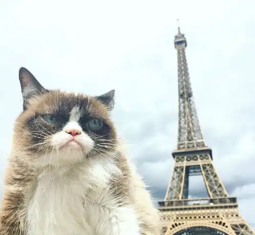 猫妈刚生完小猫就被猫爸紧紧的抱住,铲屎官你快换个大床吧
