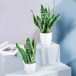植物记虎尾兰