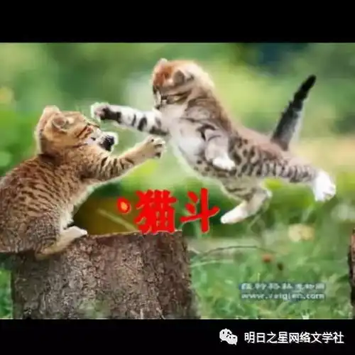 杨雨桐猫斗指导老师李仙眉