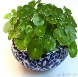原来白糖才是最好的花肥,绿萝君子兰,再也不用买高价肥了