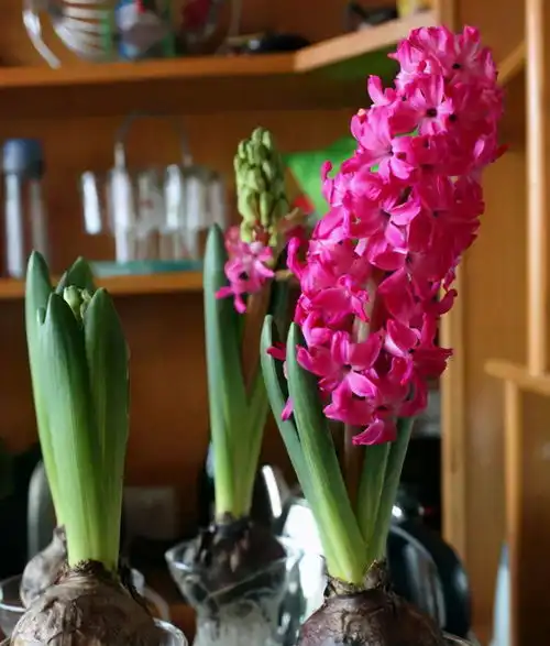 4种需要立夏前种植的花,提前种开花效率高,你喜欢吗