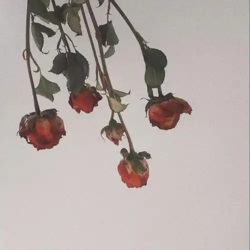 新的一组背景图秋日的黄昏与晚风