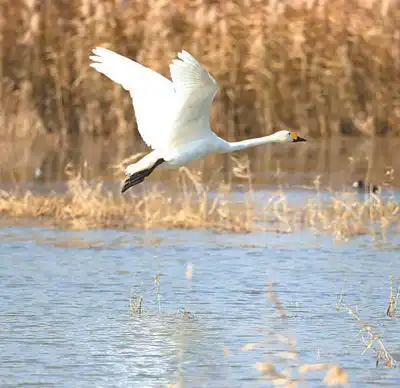 湿地保护润泽美丽中国绿色家园