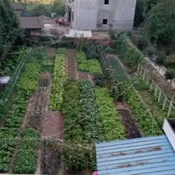 桃源枫林花海攻略,枫林花海门票游玩攻略地址图片门票价格