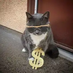 社会我猫哥,猫狠话不多