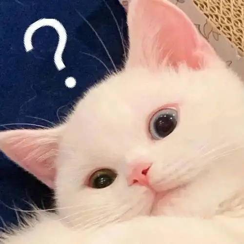 蛋崽表情包
