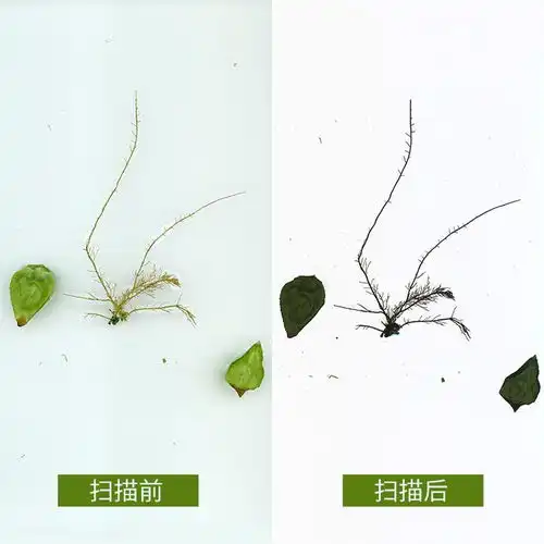 植物根系图像分析仪功能介绍