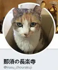 自从寺庙里养了猫,就连寺庙住持都把持不住,每日沉迷于吸猫...