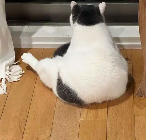 猫咪的黑裤衩传说天天穿着不脱,这才是正经小猫的标配