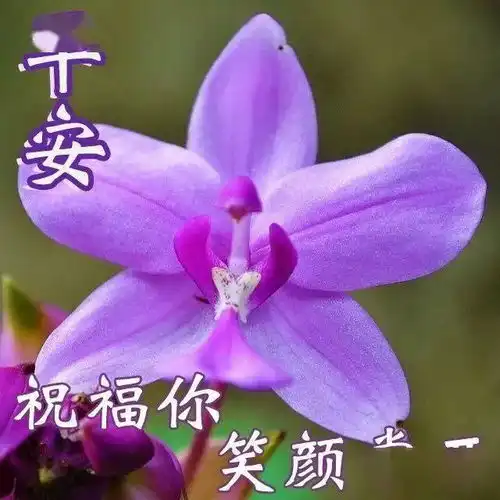 微信漂亮又唯美朋友圈早晨问候语最新早上好问候语动态图片大全