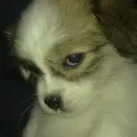 汪星人头像图片大全可爱微信头像图片大全