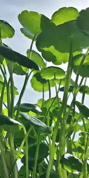 拾趣书房中最文质的七种绿植