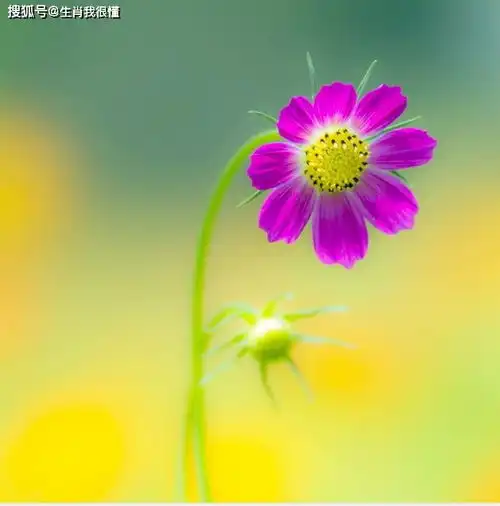熬到9月初,桃花不断,发财又发福,富贵指日可待的生肖