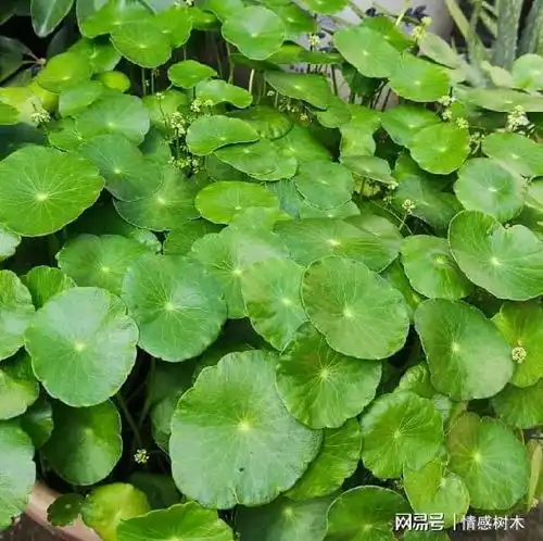 铜钱草瘦小黄叶怎么办掌握方法轻松逆袭,旺盛又浓绿
