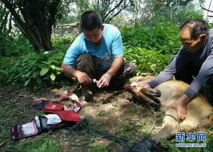 洞庭水涨影响麋鹿栖息被救麋鹿幼仔等待放归
