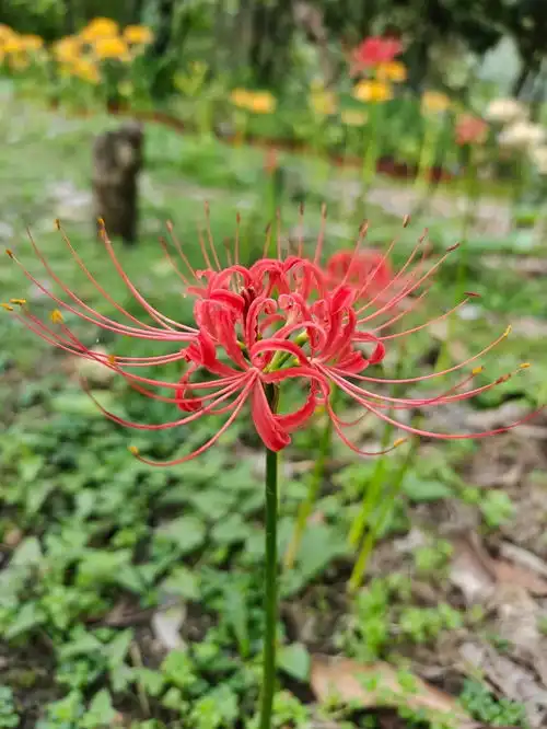 红色的彼岸花又叫曼珠沙华,别称红花石蒜,9汶川植物园创始人来自小红书网页版摄影彼岸花