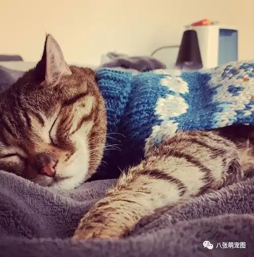 猫爷爷迷上穿毛衣,脱掉就跟你翻脸