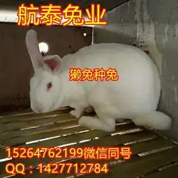 近期肉兔价格上涨2018年养兔还能赚钱吗