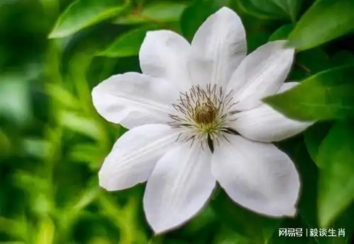 2021农历年底,财气聚集,赶走烦恼,幸福又圆满的生肖财神生肖虎生肖兔生肖猴网易订阅