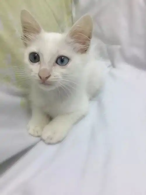 这只公猫有些嚣张,热爱女装不说,还喜欢猫圈话题