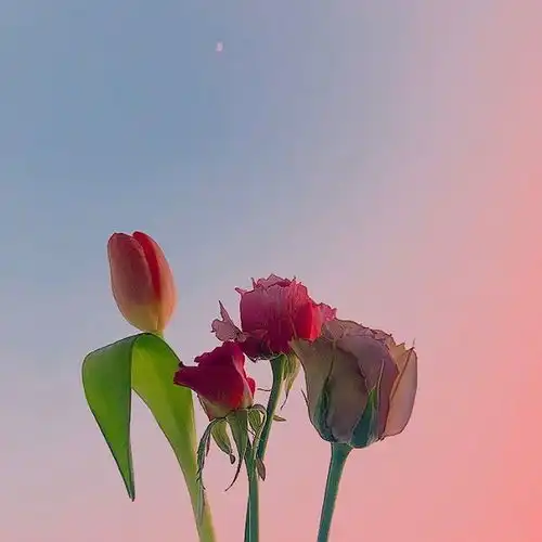 朋友圈很唯美的早安说说,句句有感而发
