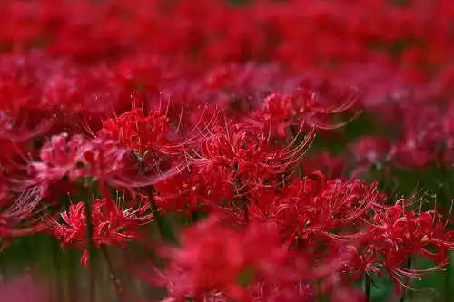 求彼岸花曼珠沙华的高清图片,唯美的急