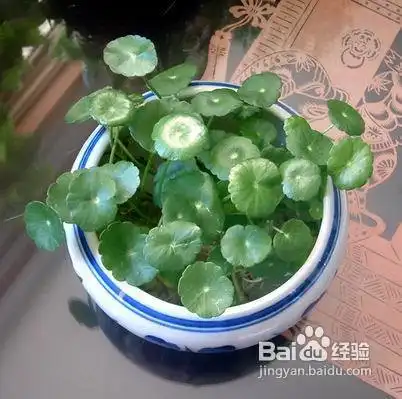 哪些植物会带来不利的风水