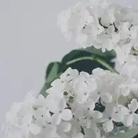 浪漫小清新花朵个性头像清新素静微信头像图片大全