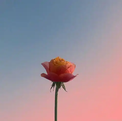 测试一个超长简介的文章