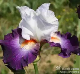 美