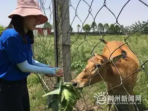 罕见石首麋鹿野外产仔红外相机记录全过程