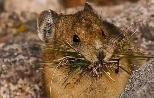 关于鼠疫,权威解答你关心的12个疑问