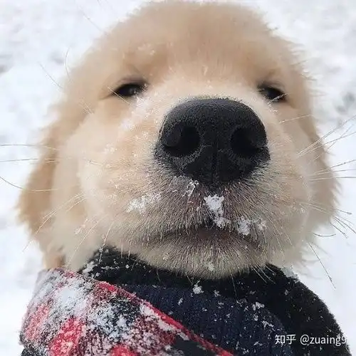 有没有那种看起来很呆的傻狗头像