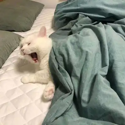 冷澈可爱猫咪想睡觉打哈欠图片微信头像我要个性网