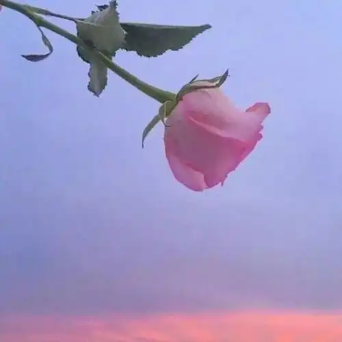 如果有来生,我希望第一个遇见的人是你