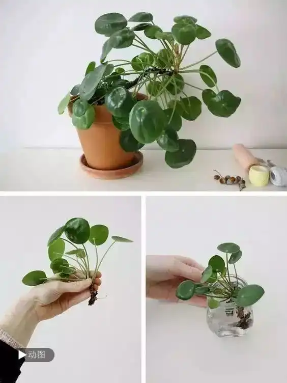 太方便了从这些植物上剪几片叶子下来,又能种一盆