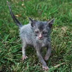 美新种猫咪面部无毛似狼人拥有猎犬性格