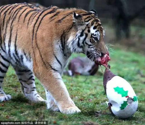 苏格兰老虎享受圣诞美味样子蠢萌蠢萌高清组图