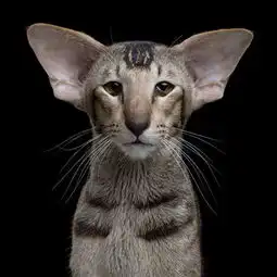robbahou记录精彩而温暖的猫狗小表情