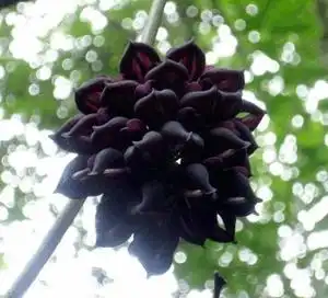 彼岸花曼陀罗三途河之花曼珠沙华