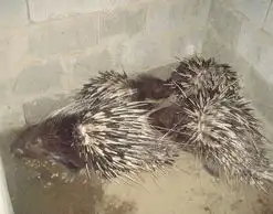 养殖豪猪专供豪猪广西豪猪桂林豪猪特种豪猪豪猪图片恭城豪猪