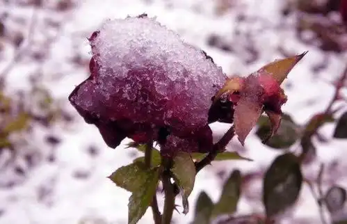 骄傲的玫瑰花