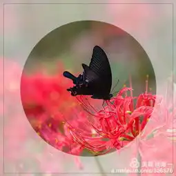 彼岸花,开彼岸