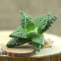 植物多肉堆糖网