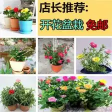 芳香草本