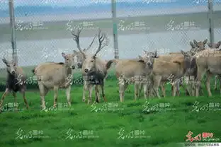 濒危麋鹿江西鄱阳繁衍添丁