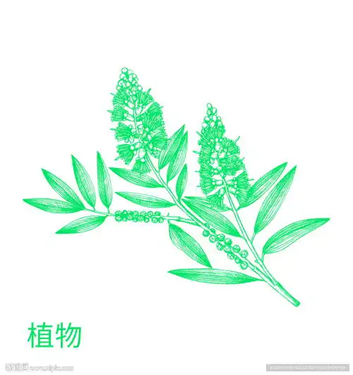 草本植物设计图