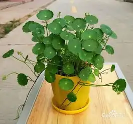 铜钱草能放在卧室吗