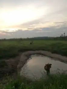 第十七届汉语桥参赛选手洞庭湖探访麋鹿寻找江豚